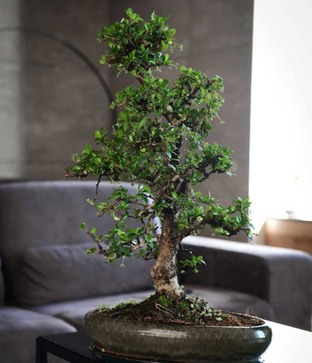 Бонсай Кармона - «Эксклюзивный Экземпляр» Бонсай Кармона - «Эксклюзивный Экземпляр»