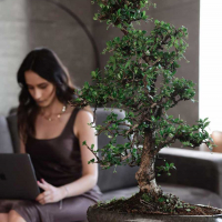 Бонсай Кармона - «Эксклюзивный Экземпляр» Бонсай Кармона - «Эксклюзивный Экземпляр»