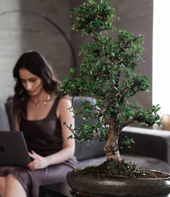 Бонсай Кармона - «Эксклюзивный Экземпляр» Бонсай Кармона - «Эксклюзивный Экземпляр»