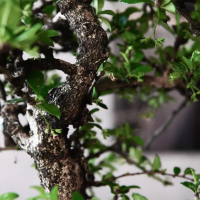 Бонсай Кармона - «Эксклюзивный Экземпляр» Бонсай Кармона - «Эксклюзивный Экземпляр»