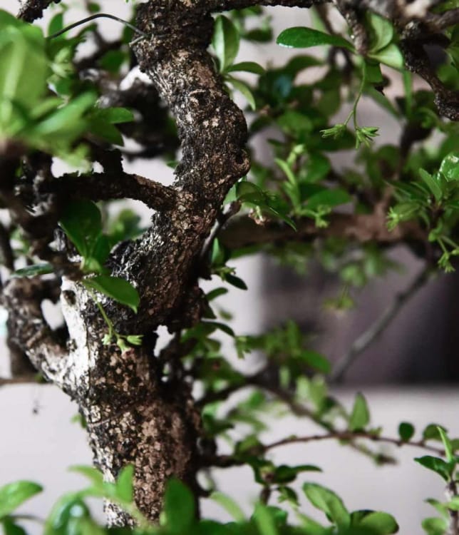 Бонсай Кармона - «Эксклюзивный Экземпляр» Бонсай Кармона - «Эксклюзивный Экземпляр»