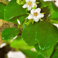 Бонсай Кармона - «Эксклюзивный Экземпляр» Бонсай Кармона - «Эксклюзивный Экземпляр»