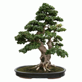 Бонсай Кармона - «Эксклюзивный Экземпляр»