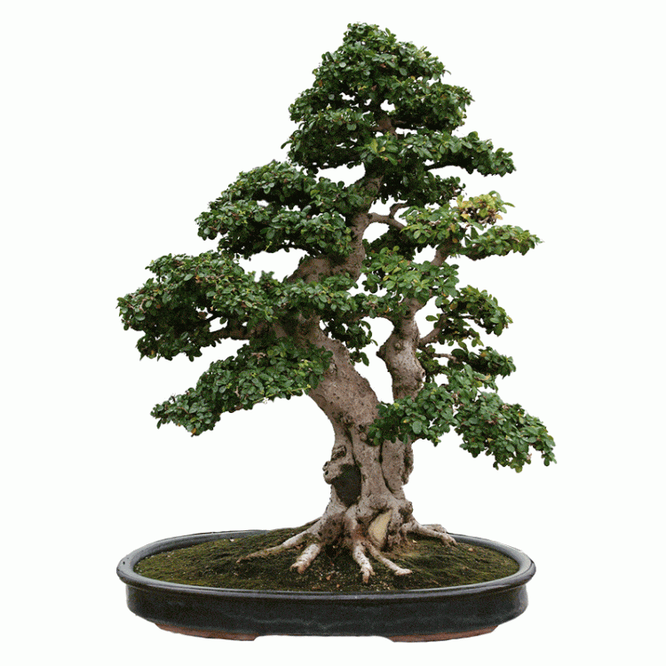 Бонсай Кармона - «Эксклюзивный Экземпляр» Бонсай Кармона - «Эксклюзивный Экземпляр»