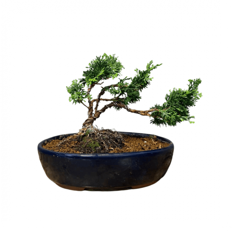 Кипарис Бонсай - «Стройный красавец» Кипарис Бонсай - «Стройный красавец»