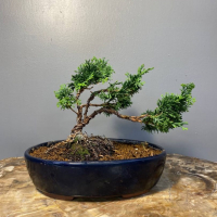Кипарис Бонсай - «Стройный красавец» Кипарис Бонсай - «Стройный красавец»