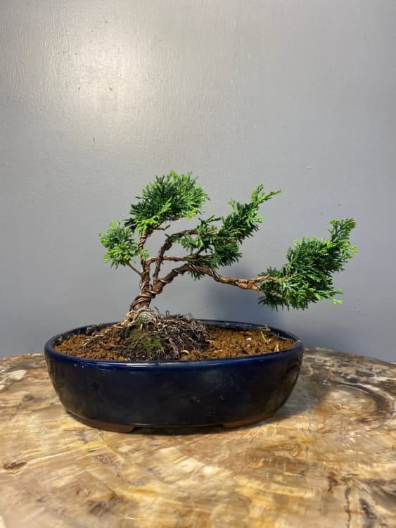 Кипарис Бонсай - «Стройный красавец» Кипарис Бонсай - «Стройный красавец»