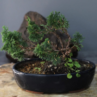 Кипарис Бонсай - «Стройный красавец» Кипарис Бонсай - «Стройный красавец»