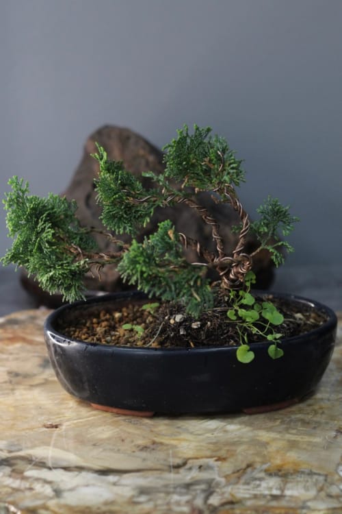 Кипарис Бонсай - «Стройный красавец» Кипарис Бонсай - «Стройный красавец»