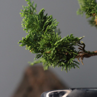 Кипарис Бонсай - «Стройный красавец» Кипарис Бонсай - «Стройный красавец»