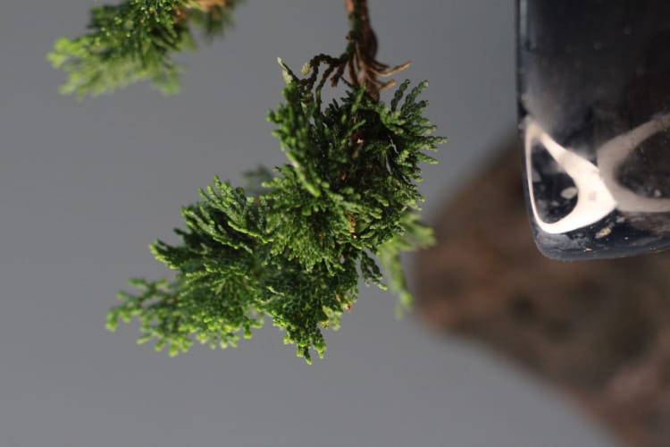 Кипарис Бонсай - «Стройный красавец» Кипарис Бонсай - «Стройный красавец»