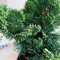 Кипарис Бонсай - «Стройный красавец» Кипарис Бонсай - «Стройный красавец»