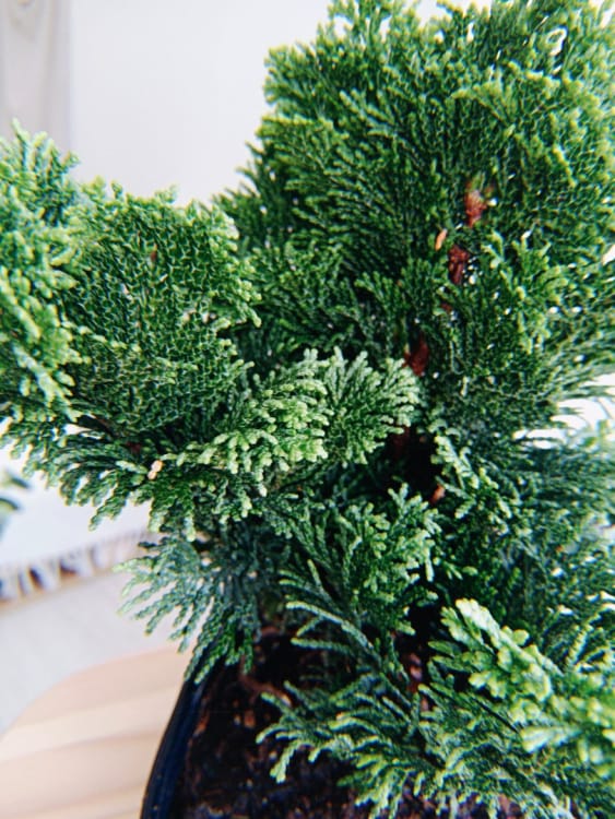 Кипарис Бонсай - «Стройный красавец» Кипарис Бонсай - «Стройный красавец»