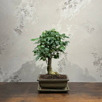 Бонсай Лигуструм с прямым стволом Бонсай Лигуструм с прямым стволом