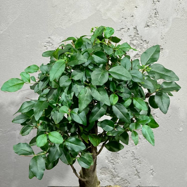 Бонсай Лигуструм с прямым стволом Бонсай Лигуструм с прямым стволом