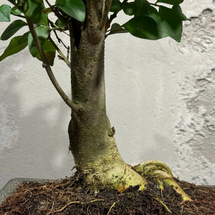 Бонсай Лигуструм с прямым стволом Бонсай Лигуструм с прямым стволом