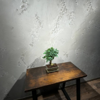 Бонсай Лигуструм с прямым стволом Бонсай Лигуструм с прямым стволом