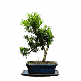 Бонсай Подокарпус 18 лет  в прямоугольной плошке