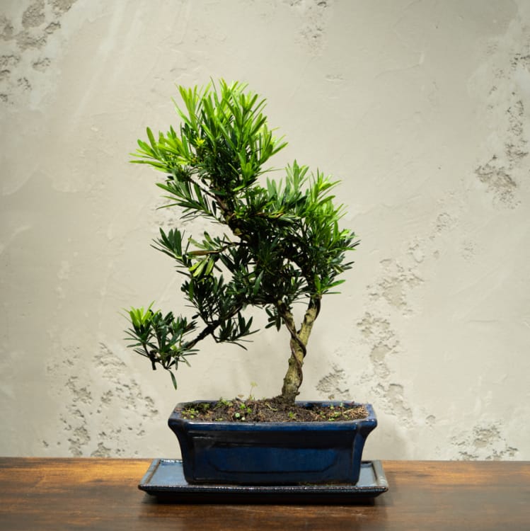 Бонсай Подокарпус 18 лет  в прямоугольной плошке