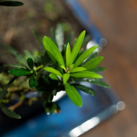 Бонсай Подокарпус 18 лет  в прямоугольной плошке