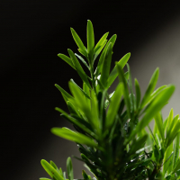 Бонсай Подокарпус 18 лет  в прямоугольной плошке