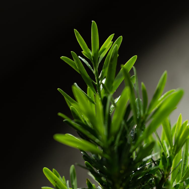 Бонсай Подокарпус 18 лет  в прямоугольной плошке