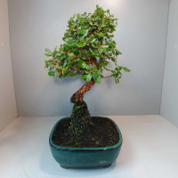 Бонсай - Дуб Каменный