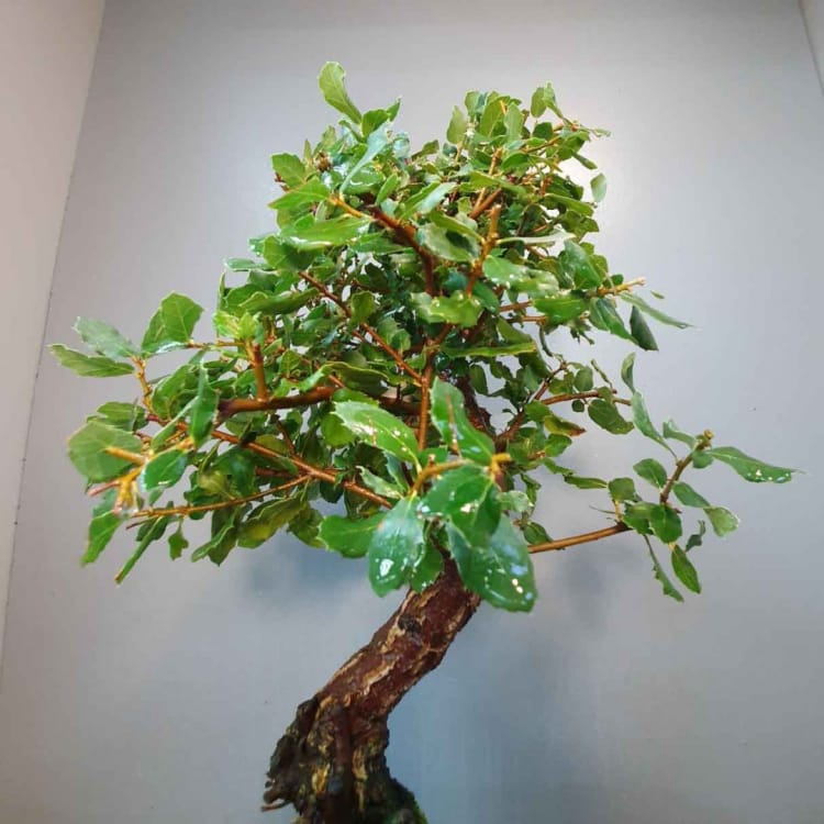 Бонсай - Дуб Каменный