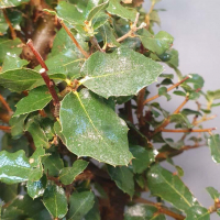 Бонсай - Дуб Каменный