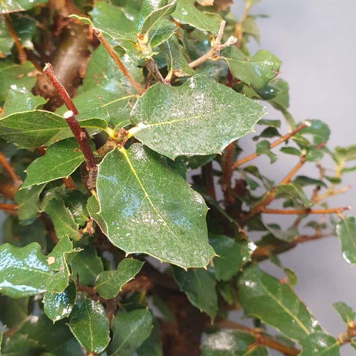 Бонсай - Дуб Каменный