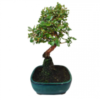 Бонсай - Дуб Каменный