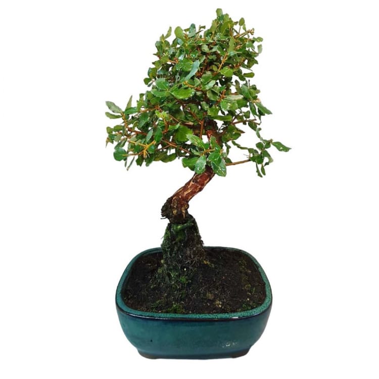 Бонсай - Дуб Каменный