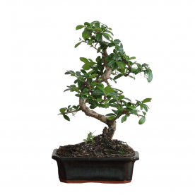 Бонсай Кармона - Мойоги 16 лет