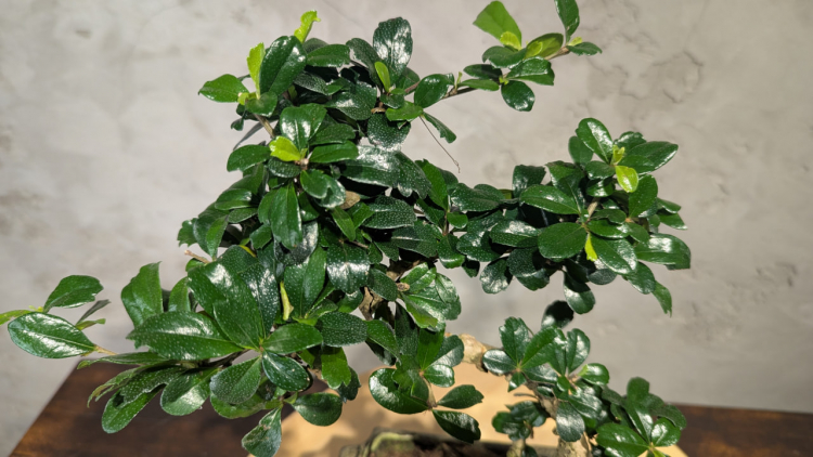 Бонсай Кармона в квадратной зеленой плошке 7 лет