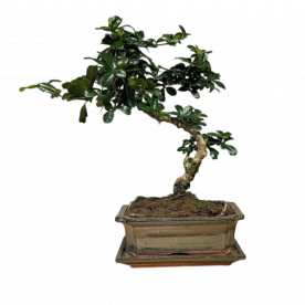 Бонсай Кармона в квадратной зеленой плошке 7 лет