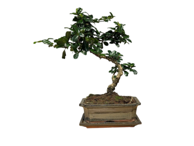 Бонсай Кармона в квадратной зеленой плошке 7 лет