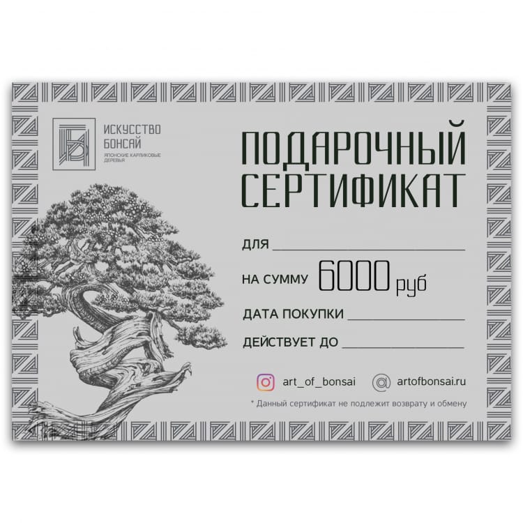 Подарочный Сертификат на сумму 6000 рублей Подарочный Сертификат на сумму 6000 рублей