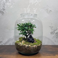 Флорариум с Бонсай Кармона