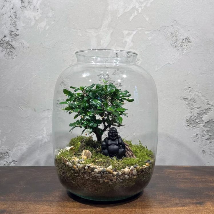 Флорариум с Бонсай Кармона