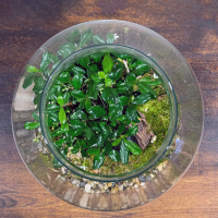 Флорариум с Бонсай Кармона