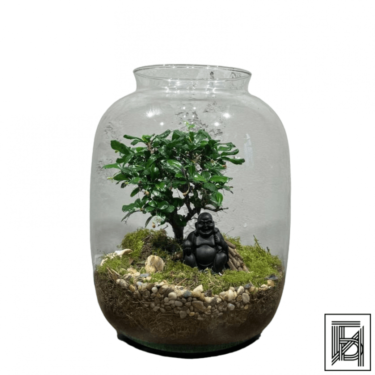 Флорариум с Бонсай Кармона