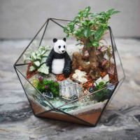 Бонсай премна во флорариуме