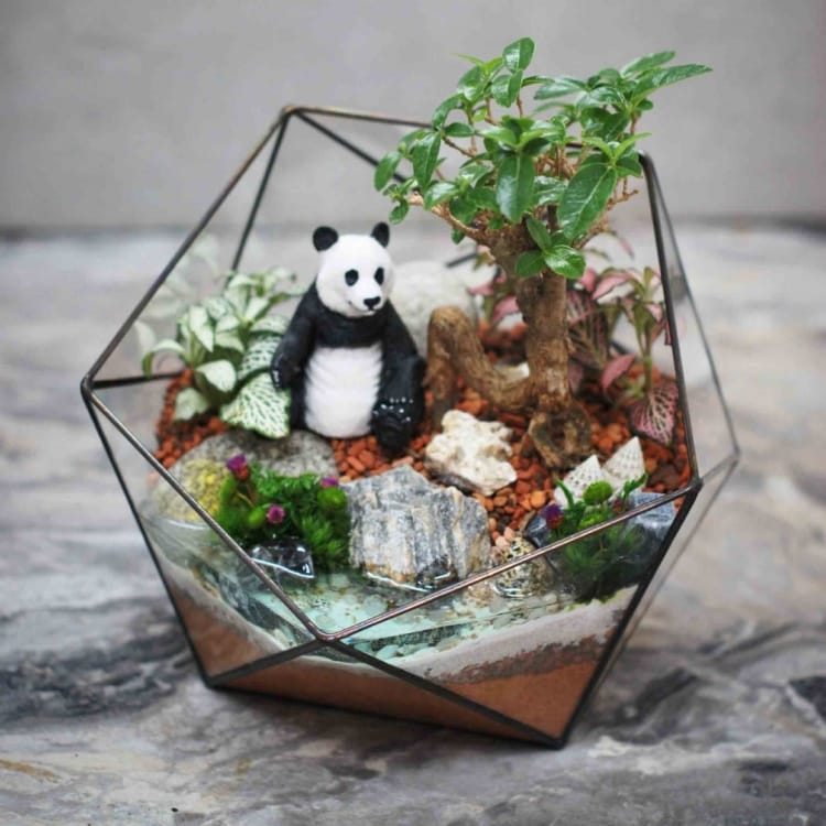 Бонсай премна во флорариуме