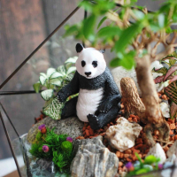 Бонсай премна во флорариуме