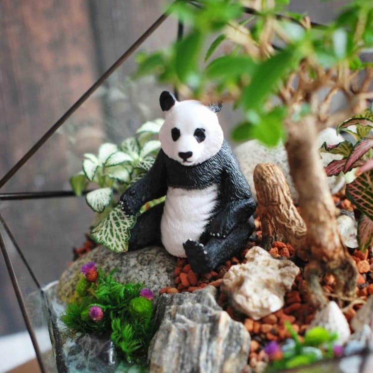 Бонсай премна во флорариуме