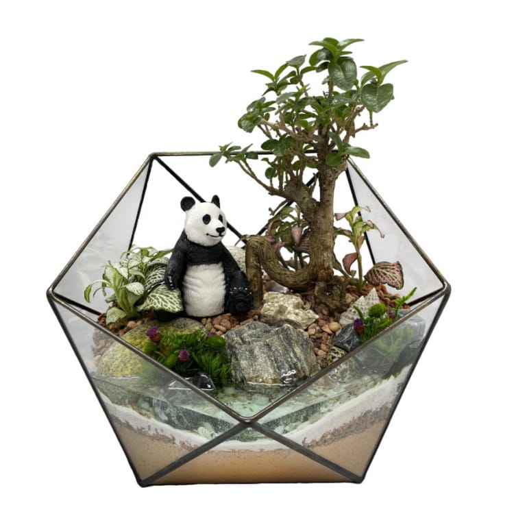 Бонсай премна во флорариуме