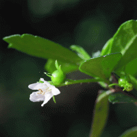 Бонсай Кармона в квадратной синей плошке 7 лет