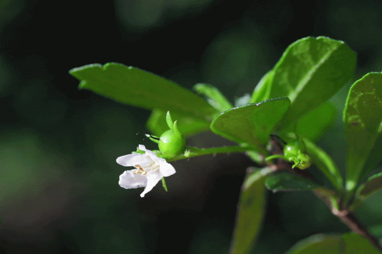 Бонсай Кармона в квадратной синей плошке 7 лет