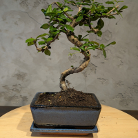 Бонсай Кармона в квадратной синей плошке 7 лет