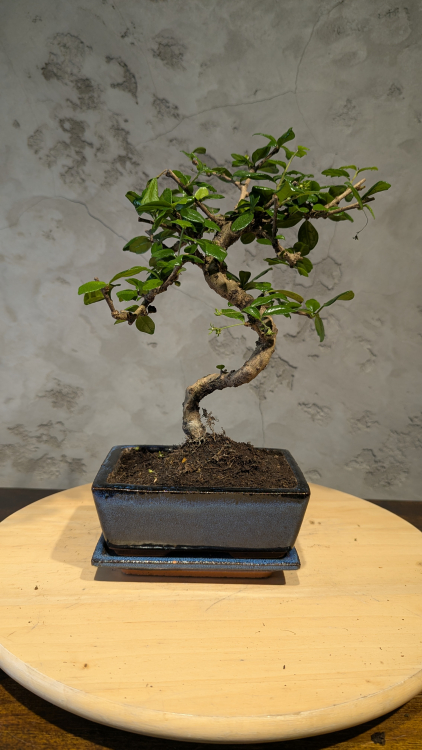 Бонсай Кармона в квадратной синей плошке 7 лет